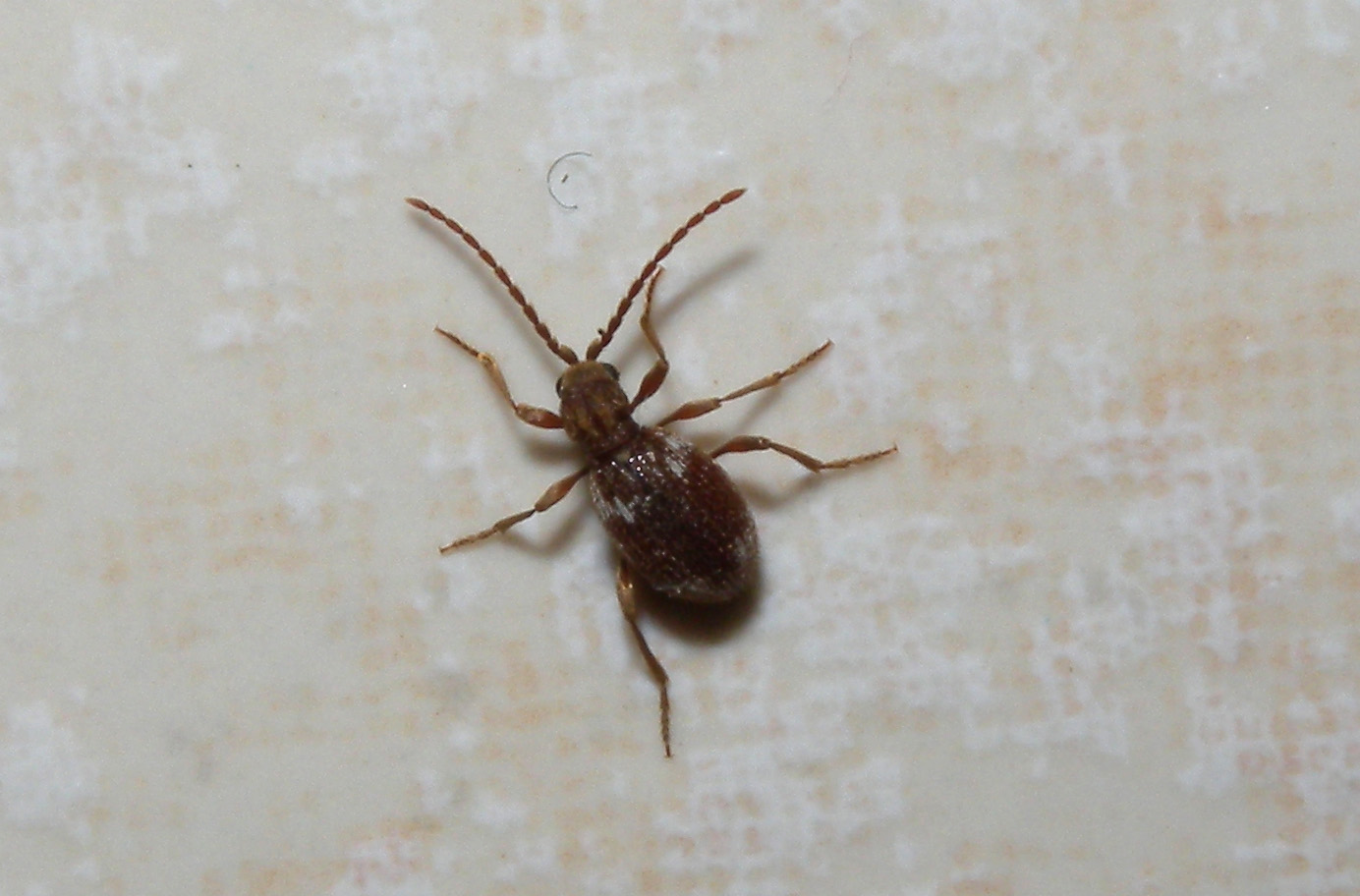 Anobiidae Ptininae ?  S, Ptinus fur